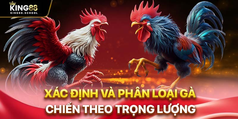 Xác định và phân loại gà chiến theo trọng lượng